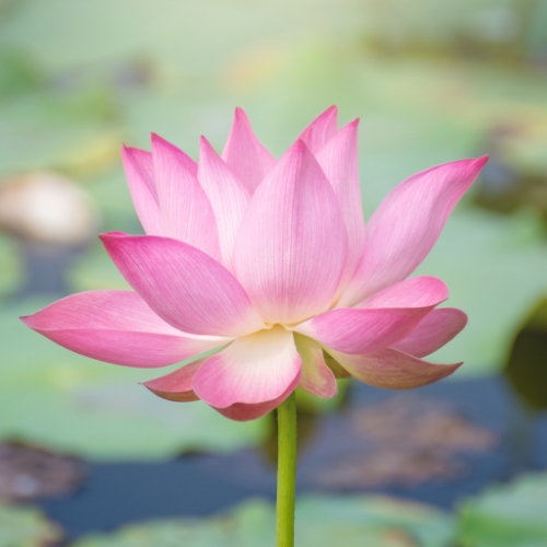 Mindfulness